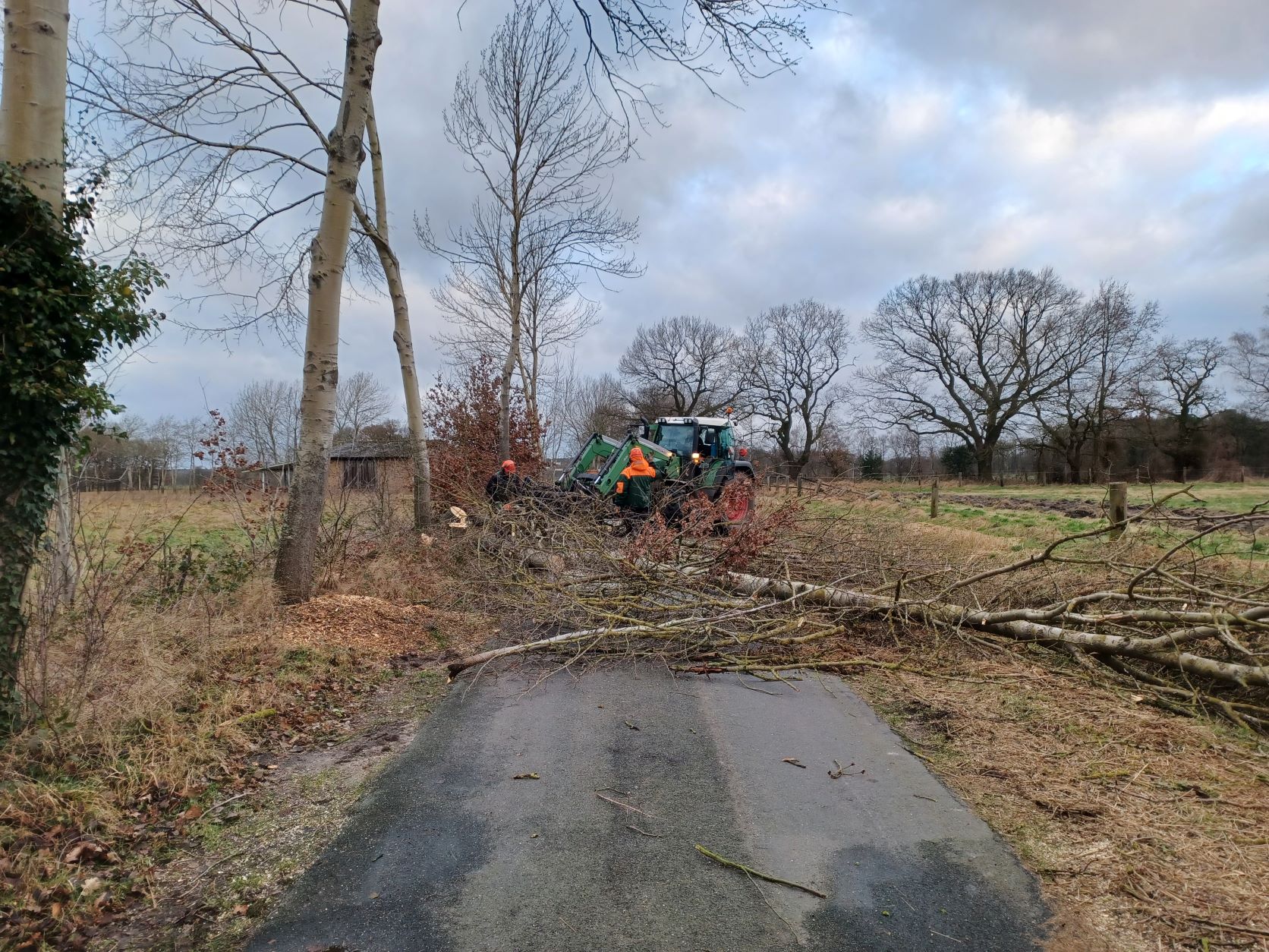 Bäume auf der Finkalen Heide